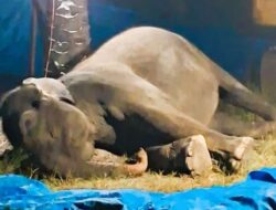 Ratna Gajah Betina Rahmat Zoo & Park Mati, Diduga Alami Gagal Organ Akibat Penyakit Komplikasi