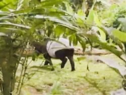 Tapir dan Harimau Sumatra Muncul Dekat Permukiman Warga Labura, Kerusakan Habitat Disorot