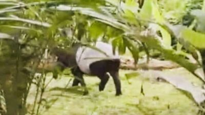 Tapir dan Harimau Sumatra Muncul Dekat Permukiman Warga Labura, Kerusakan Habitat Disorot