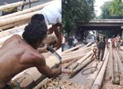 Panjat Pinang Belum Dongkrak Penjualan, Stok 25 Batang Masih Menunggu Pembeli
