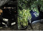 Dua Mobil Dinas DPRD Medan Tertimpa Pohon, Pemangkasan Sebelumnya Disebut Belum Ditindaklanjuti