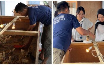 200 Ayam Kampung Jadi Media Pembinaan, Rutan Medan Dorong Warga Binaan Mandiri
