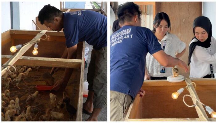 200 Ayam Kampung Jadi Media Pembinaan, Rutan Medan Dorong Warga Binaan Mandiri